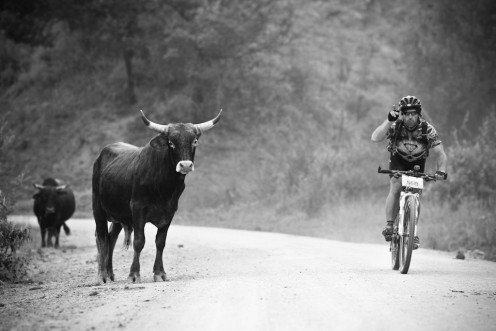 Mooooving Obstacles  Mooooving Obstacles