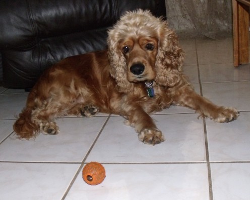 Kobi and the Red Ball (Apr. 2011)