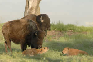 Bison adult and calves.
