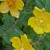 St. John's Wort Blooms Profusely St. John's Wort Blooms Profusely
