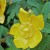 St. John's Wort Flowers Have Delicate Details St. John's Wort Flowers Have Delicate Details