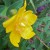 St. John's Wort Is A Richly Colored Plant St. John's Wort Is A Richly Colored Plant
