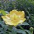 St. John's Wort Flowers Soak Up Sunshine St. John's Wort Flowers Soak Up Sunshine