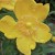 St. John's Wort Flowers Are Photogenic St. John's Wort Flowers Are Photogenic