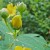 Budding St. John's Wort Budding St. John's Wort