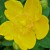St. John's Wort Says Hello! St. John's Wort Says Hello!