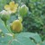 More St. John's Wort Buds More St. John's Wort Buds