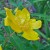 St. John's Wort Bowing To Applause St. John's Wort Bowing To Applause
