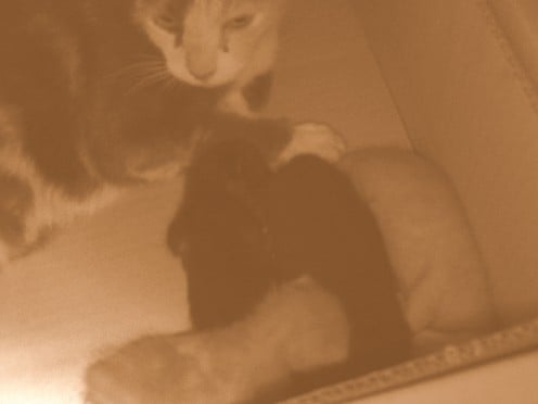 This photo came out redish, but I used photoshop to turn it in to a sepia and faded picture.  I absolutely love this picture of the cats.