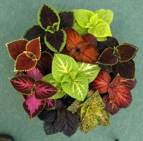 How to Grow Coleus as a House Plant | hubpages