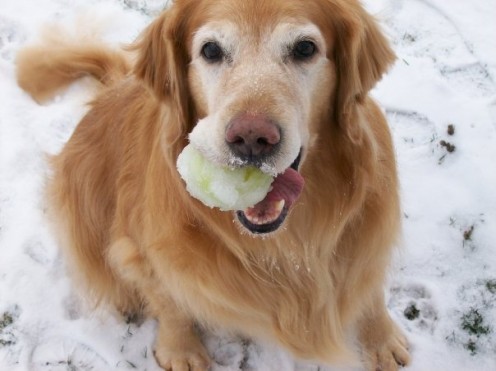 Oral disease becomes even more prevalent in older dogs.  Maggie (Magpie) likes her snow covered tennis ball!