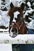 The Don Horse Breed Facts and Don Information