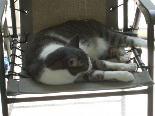  A happy cat napping in his favorite chair.