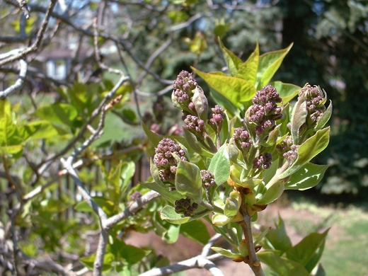 Lilac tree - early bud formation - photo by timorous