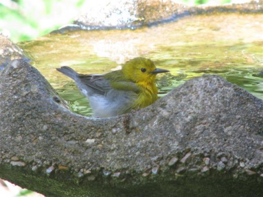 Female bathing to help keep the eggs hydrated.