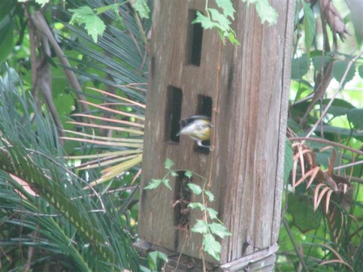 Mom PROW feeding other chick and removing poop.