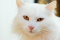 The Turkish Van Cat Breed Facts and Information