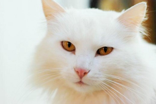 The Turkish Van Cat