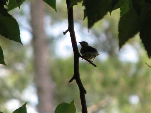 Safe up in the Beech tree.