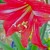 Amaryllis dancing in the sun! Amaryllis dancing in the sun!