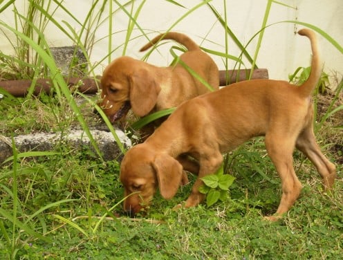 First place puppies should explore is the home garden.