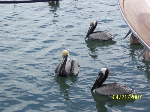 Look at the Pelicans