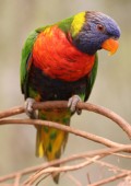 How To Mix Budgies With Other Species