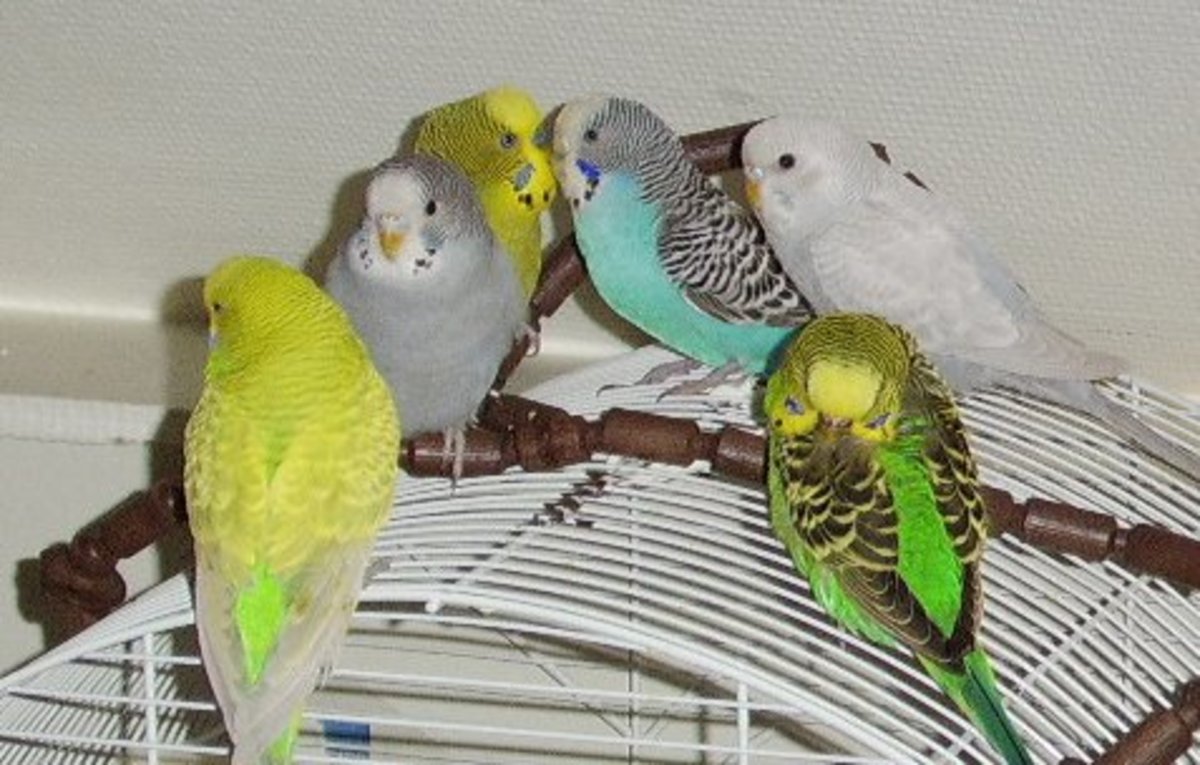 How to Introduce a Second Budgie 