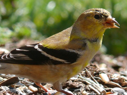 In the spring, American Goldfinches lose the flat, drab colors of their winter plumage, and  begin to grow the brilliant yellow feathers they will wear into breeding season through the  summer.