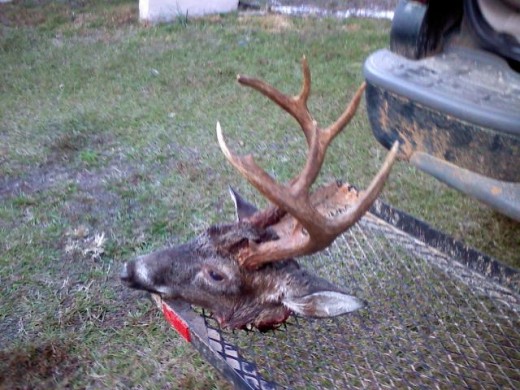 A hunter looked for this buck for 2 days before finding that it had double back and was only 20yds from where he shot it