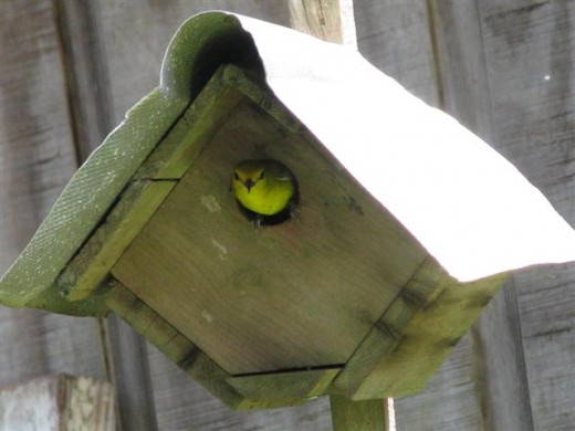Coming out of the nest box to go get some more nesting materials.