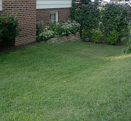 This side yard was just a pass through to the backyard a few years ago.