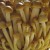 Enokitake Mushroom Enokitake Mushroom