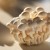 Buna Shimeji Mushroom Buna Shimeji Mushroom