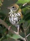 The Wood-Thrush: A Bird Heard, But Seldom Seen.