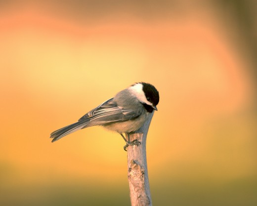 Black-capped chickadee perched on a branch. 