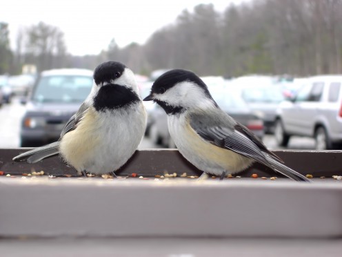 Chickadees appear at bird feeders everywhere, even conjested urban and suburban areas.