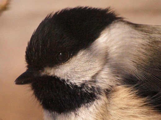 Close-up head shot of Black-capped Chickadee. 