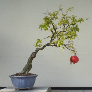 Bonsai Pomegranate