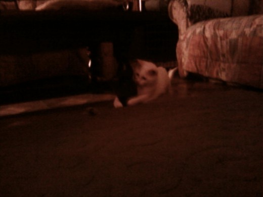 Fredward plays with a mouse that he caught.
