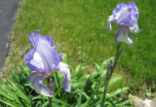 Variegated Iris's in Bloom