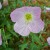 Pink Primrose Perking Up After Rain Pink Primrose Perking Up After Rain