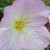 Beautiful And Delicate Pink Primrose Beautiful And Delicate Pink Primrose