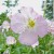 Primrose En mass Are Breathtaking Primrose En mass Are Breathtaking
