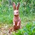 English Hare Watching Primrose Jump Out Of The Ground :) English Hare Watching Primrose Jump Out Of The Ground :)