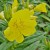 The Color Of Yellow Primrose Never Fails To Amaze The Color Of Yellow Primrose Never Fails To Amaze