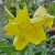 Yellow Primrose Blossoms Come Out In Hardy Groups Yellow Primrose Blossoms Come Out In Hardy Groups