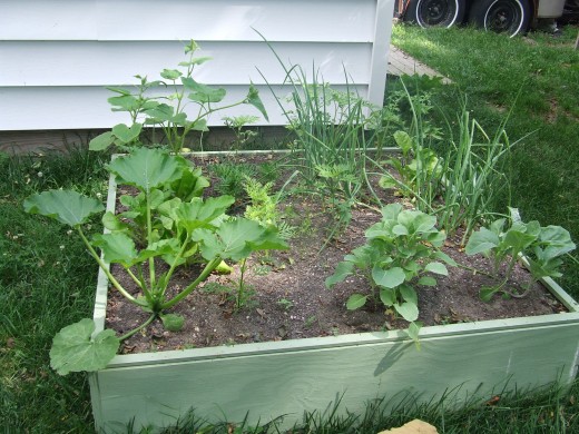 Vegetable Garden as of 5/29/11. Next phase will be adding the trellis for tomatoes/cucumbers. 