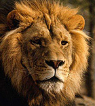 A Lion - Symbol of strength