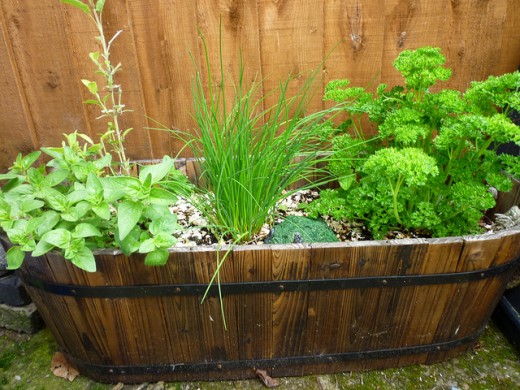 Herb gardening on large pots